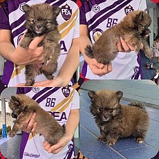 Update ลูกปอมเมอเรเนียนผสมปอมชิ ซนๆน่ากอด จาก kankarnclub มีจัดส่งทั่วประเทศ*หมด