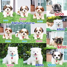 มีทุกสิ่งอย่างอะ 🏡kibzaa 
