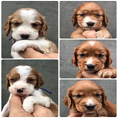 English Cocker Spaniel