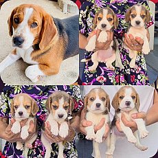 ลูกสุนัขบีเกิ้ลสวยๆ เกรด A จาก kankarnclub มีจัดส่งทั่วประเทศ*หมด