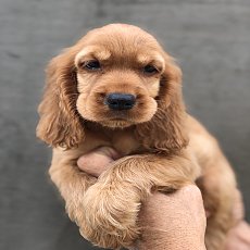 English Cocker Spaniel พร้อมย้ายบ้าน