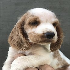 English Cocker Spaniel พร้อมย้าย