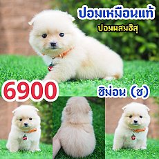 ปอม ปอม  》ปอมชิสุห์ 💥กิ๊ฟซ่า กทม.จตุโชติ 6