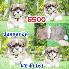 📢 ชิสุห์ปอม บ้านกิ๊ฟซ่า กรุงเทพ ส่งทั่วไทย 