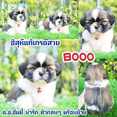 📢 ชิสุห์แท้ บ้านกิ๊ฟซ่า กรุงเทพ ส่งทั่วไทย ส่วนลดจุกๆ