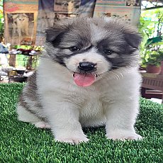 หาบ้านให้ลูกชาย สีขาวเทา ขนดี ทรงใหญ่ (คอกมิตรแท้) มีใบเพ็ด สนใจโทร081-8886335