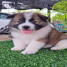 หาบ้านให้ลูกชาย(คอกมิตรแท้) พร้อมใบเพ็ด  สนใจ โทร 081-8886335
