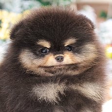 HRM-85494 เพศชาย สีแบล็คแทน อายุ 2 เดือน หน้าสั้น ขาสั้น คิ้ว มาร์คกิ้งชัด ขนแน่...