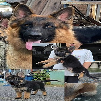 Update ลูกสุนัขเยอรมัน เชพเพิร์ด(อัลเซเชี่ยน) สายพันธุ์แท้ พ่อใหญ่แน่นล่ำ แม่สวย...
