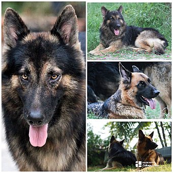 เยอรมันเชพเพิร์ดแท้ 100%