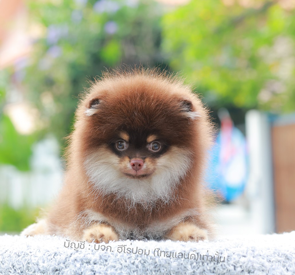 ปอมแท้ ปอมหน้าหมี HRM-10478 เพศชาย สีช็อคแทน อายุ 2 เดือน ขนแน่น ขาใหญ่ กินเก่ง...