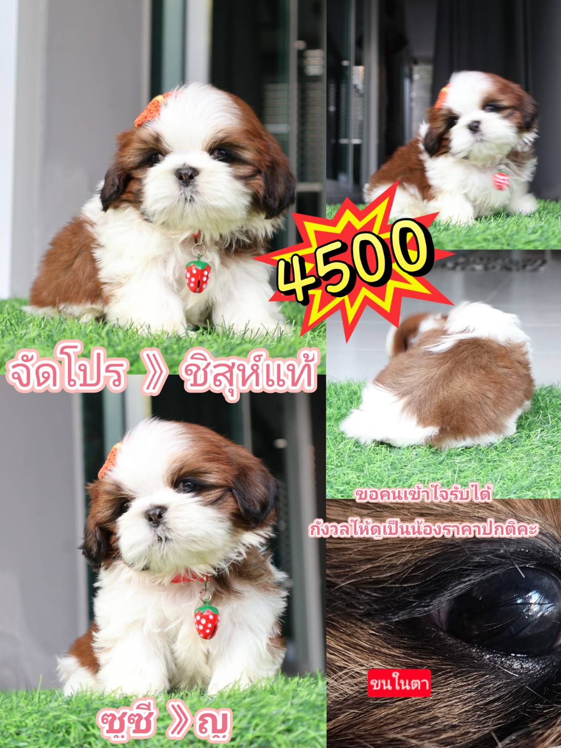 SHIHTZU 4500