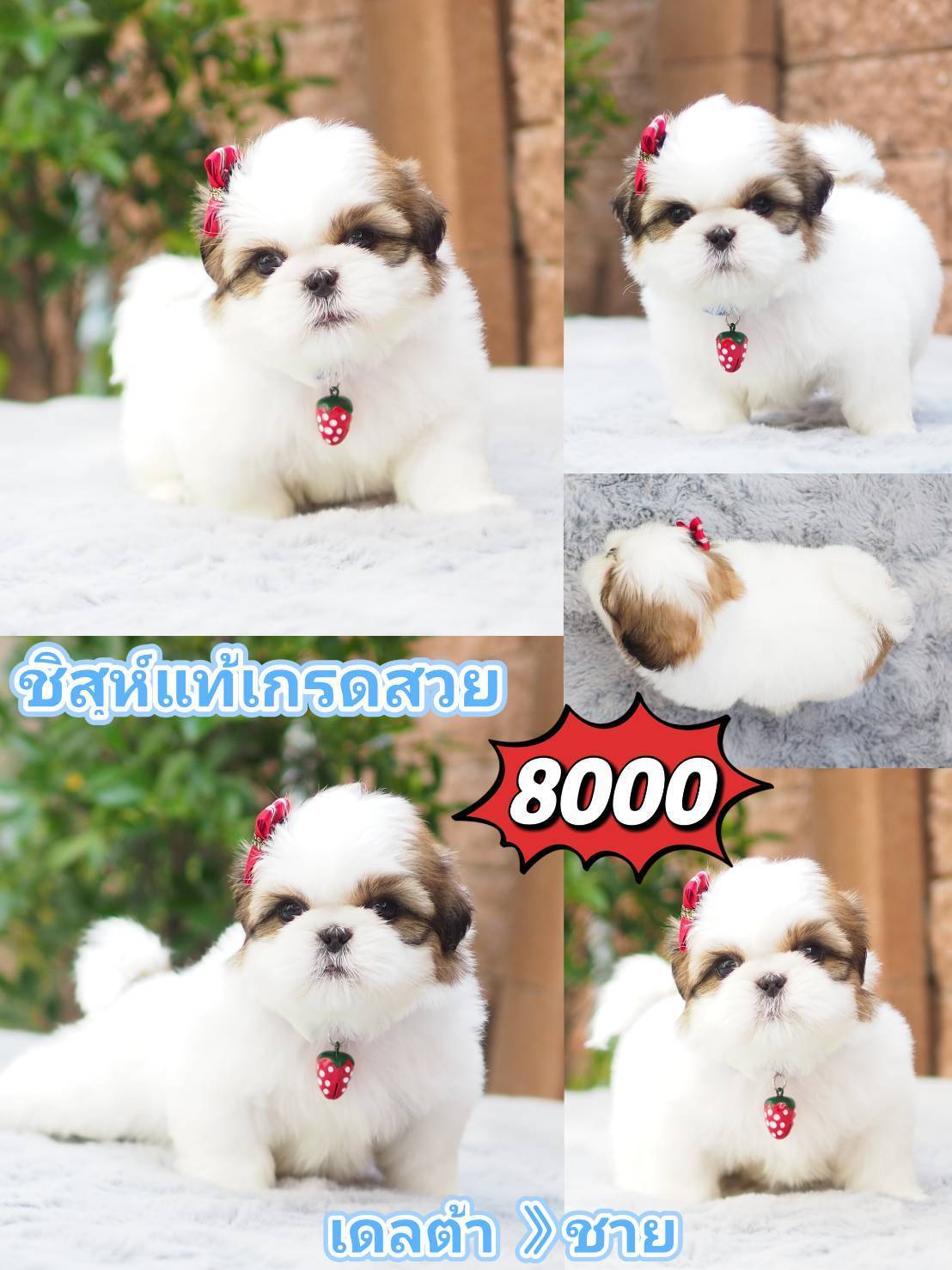 Shihtzu สวย+มีส่วนลด