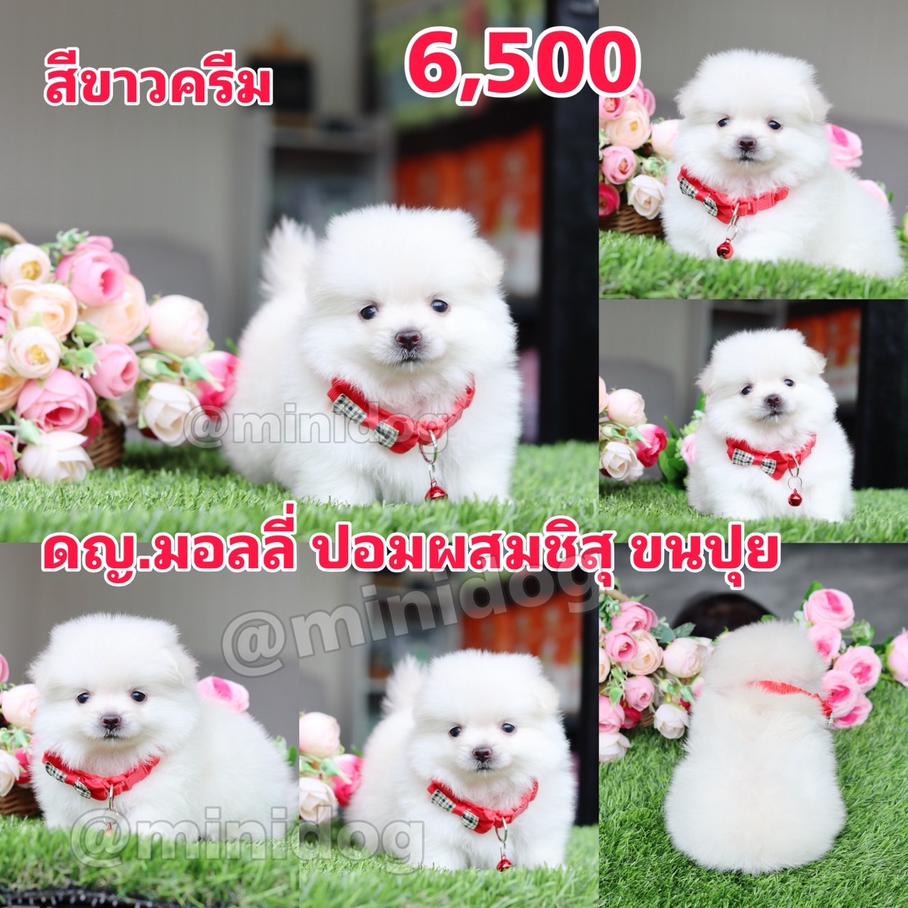 ชิสุผสมปอม