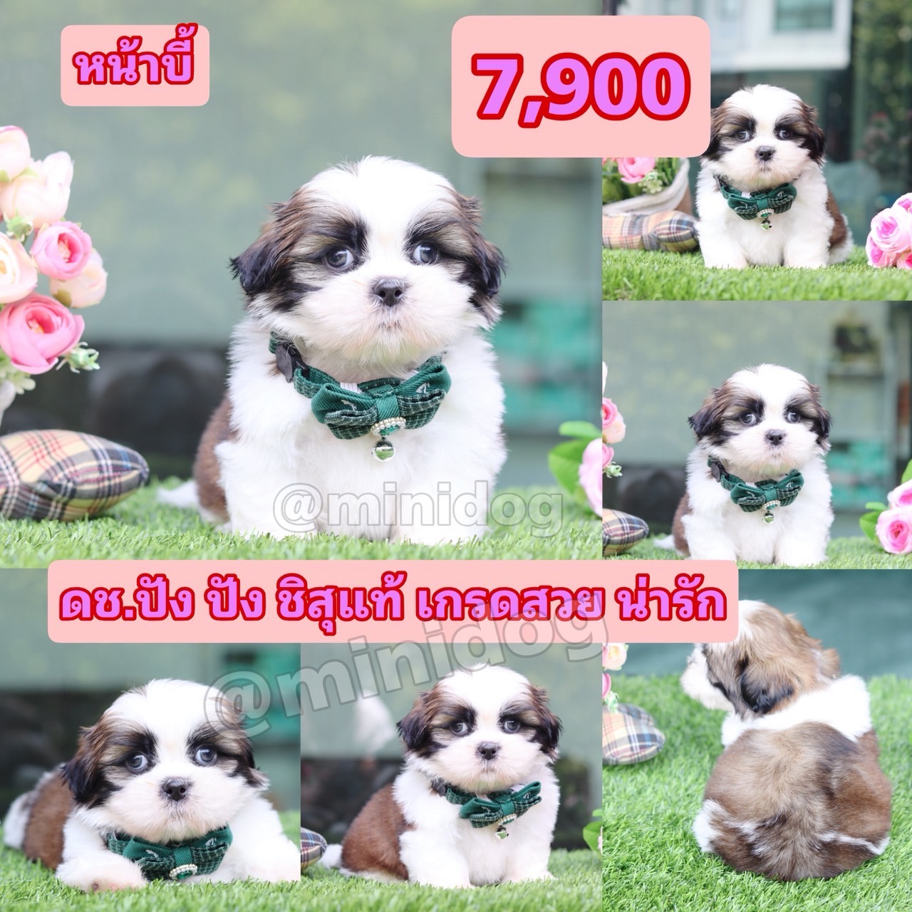 ชิสุแท้เกรดสวย