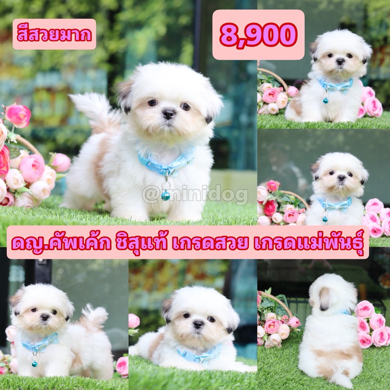 ชิสุแท้เกรดสวย