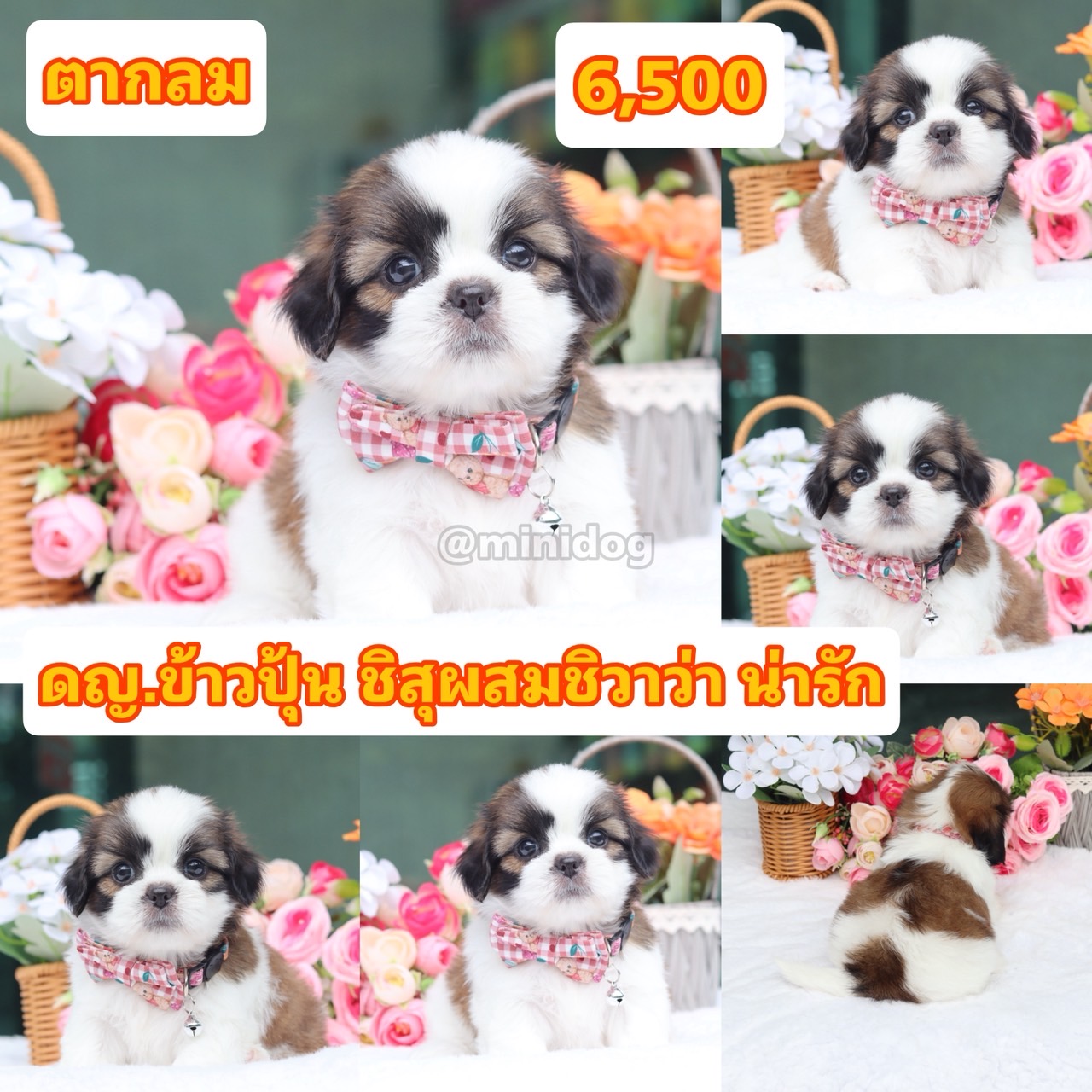 ชิสุผสมชิวาว่า