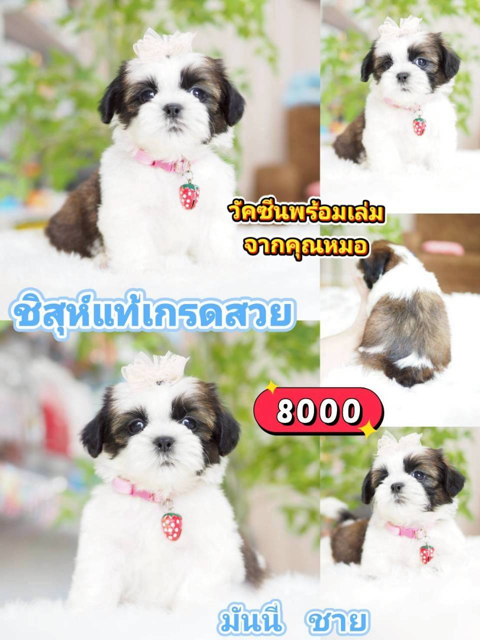 ชิสุห์แท้ ❣️ วัคซีน