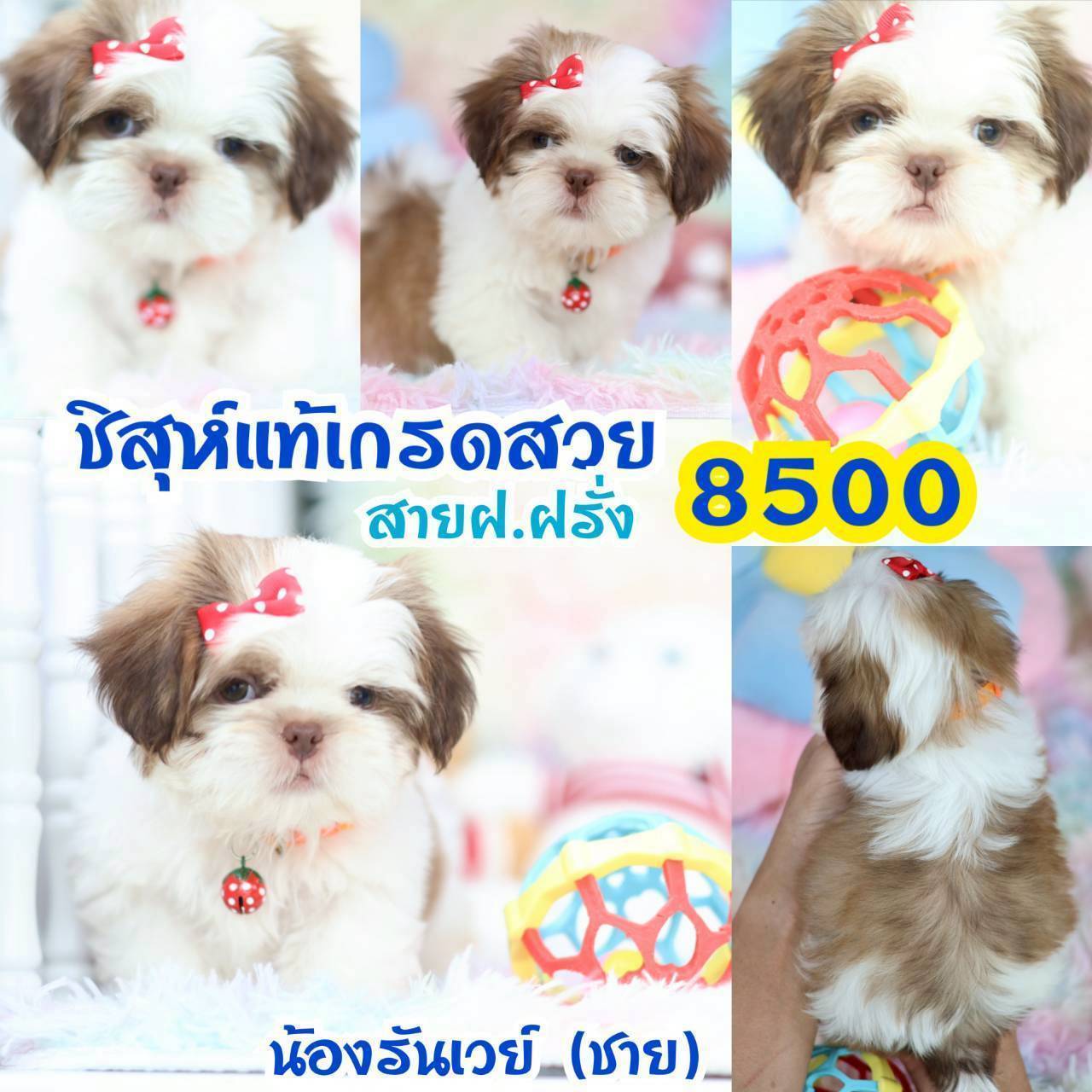 กิ๊ฟซ่า มาแล้ว ถูกและดี @kibzaa