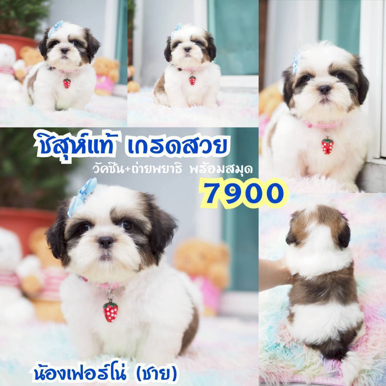 กิ๊ฟซ่า มาแล้ว ถูกและดี @kibzaa