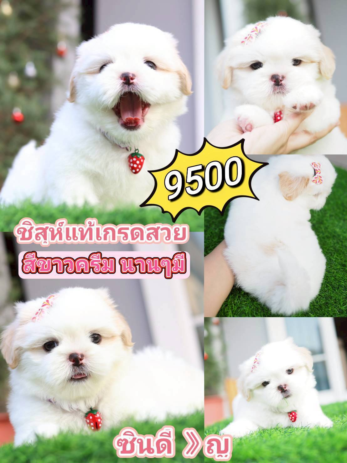 SHIHTZU  KIBZAA
