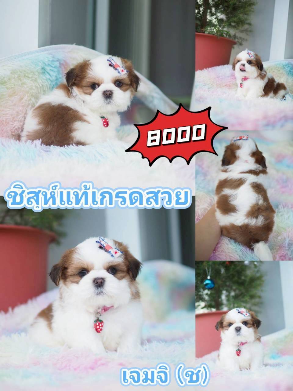 กิ๊ฟซ่า ลดได้ๆ