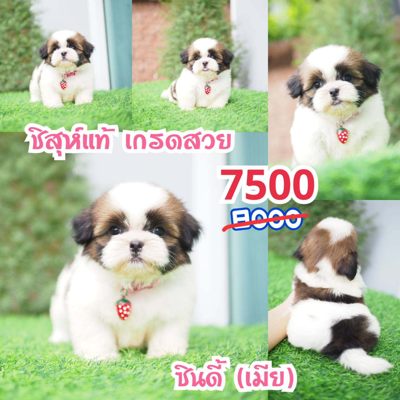 ชิสุแท้ กิ๊ฟซ่า
