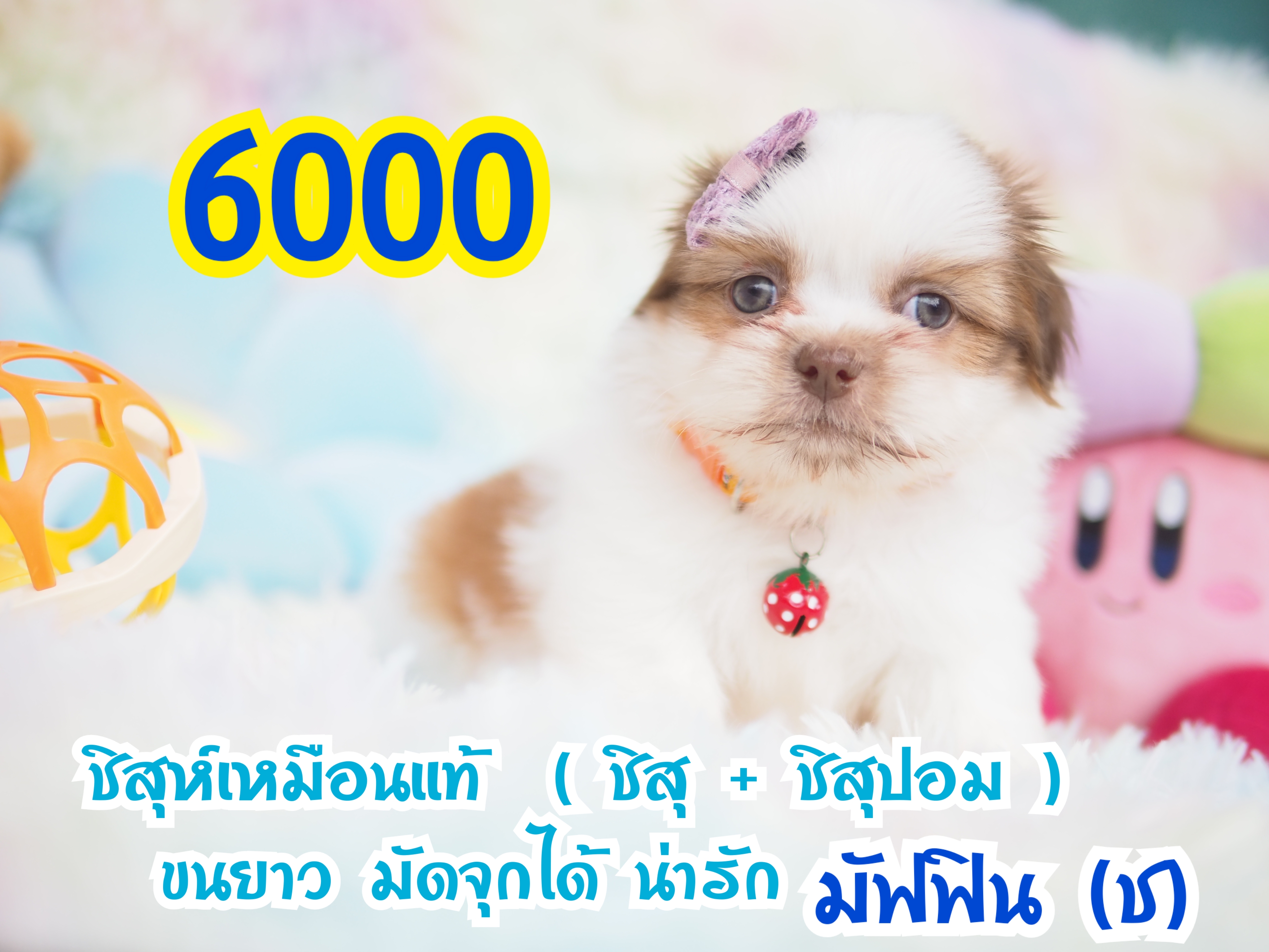 ❤️บ้านกิ๊ฟซ่า ชิสุ