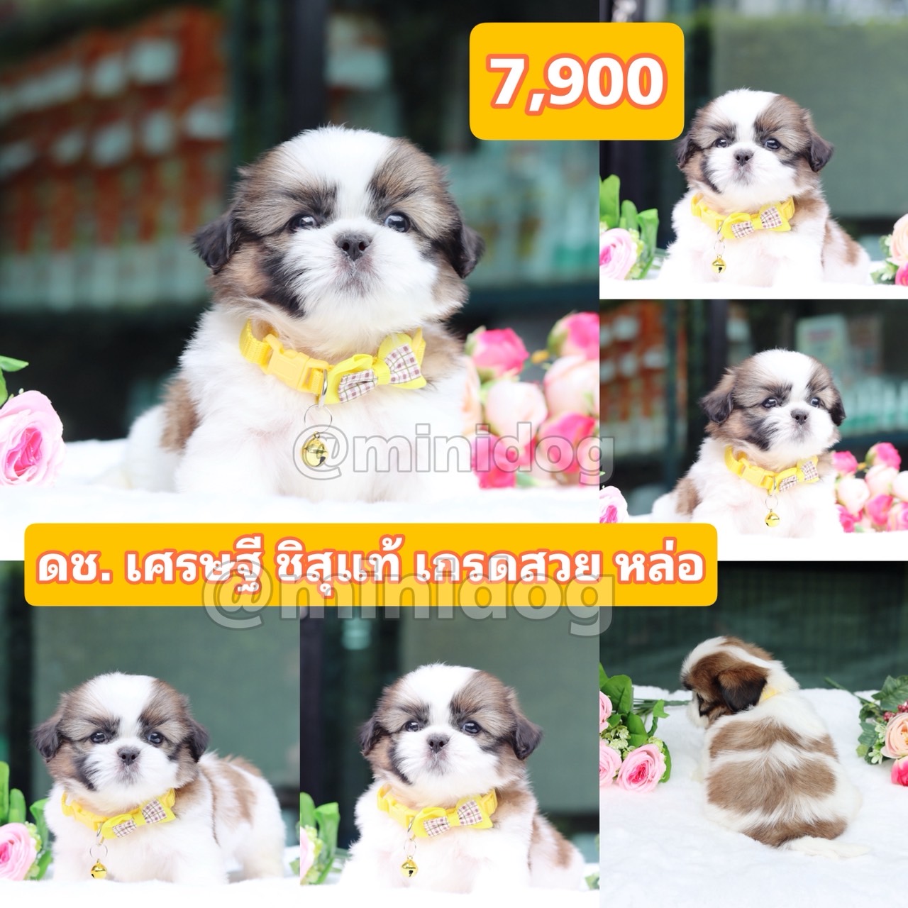 ชิสุแท้เกรดสวย