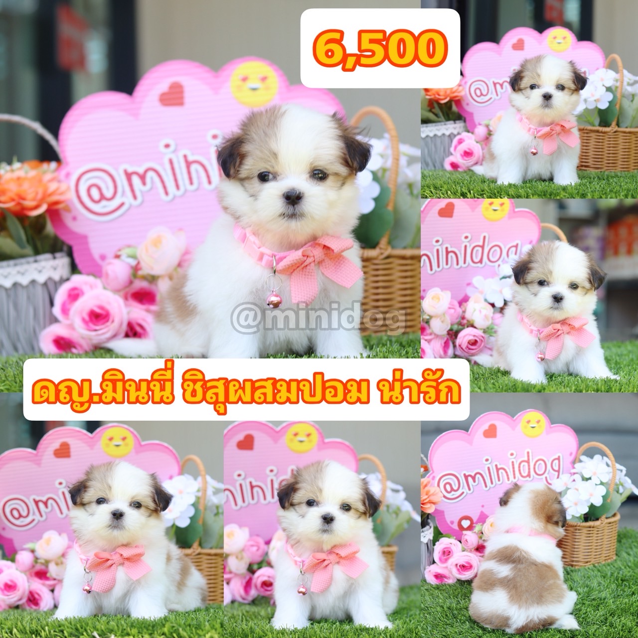 ชิสุผสมปอม