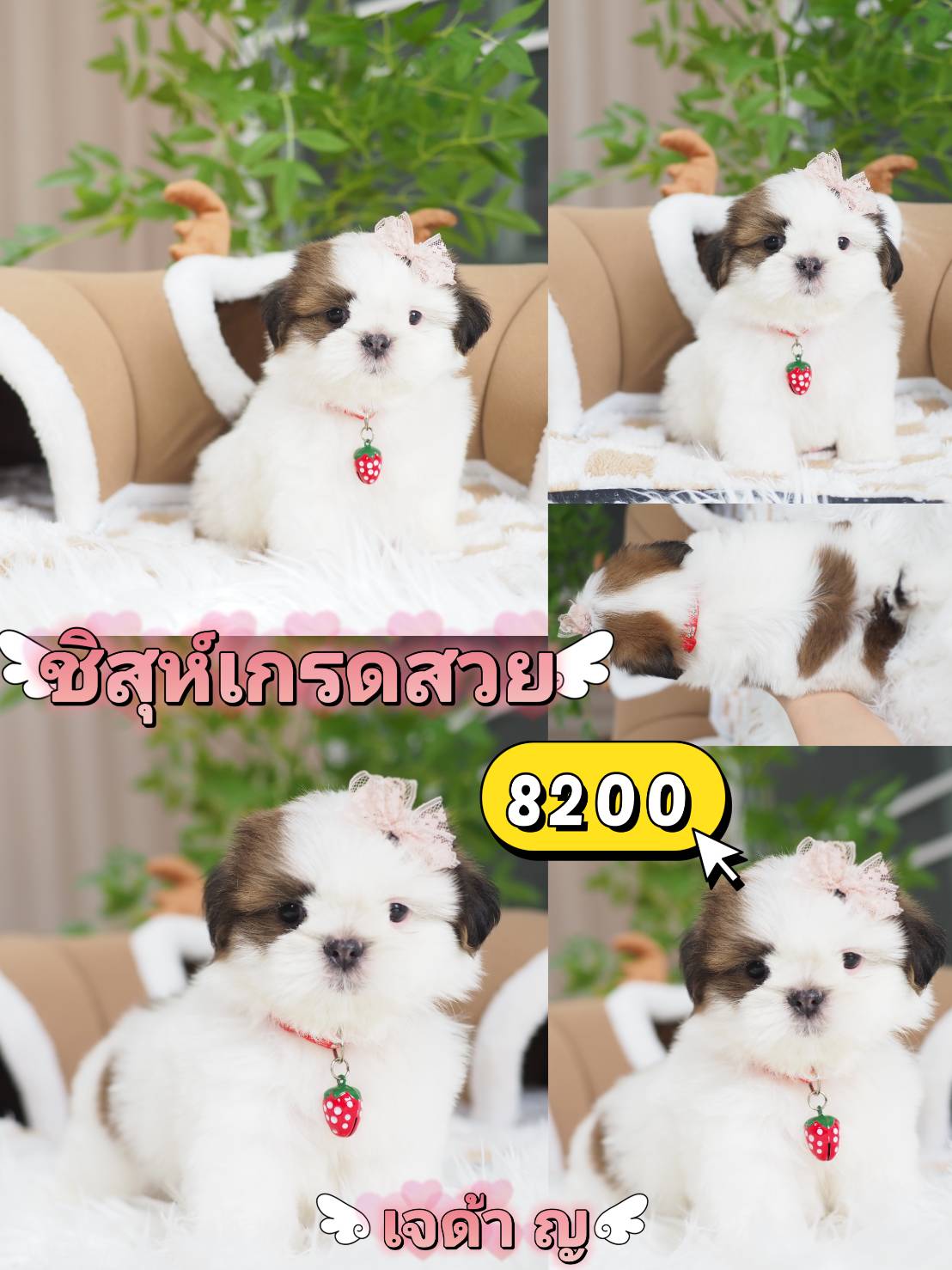 ชิสุแท้