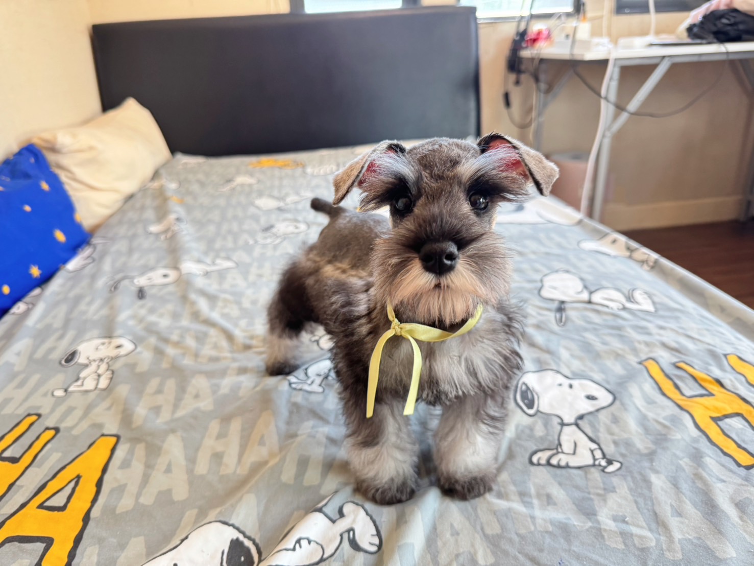 ชเนาเซอร์สีเทาเพศเมีย ขี้อ้อน ร่าเริง โทร0619366111