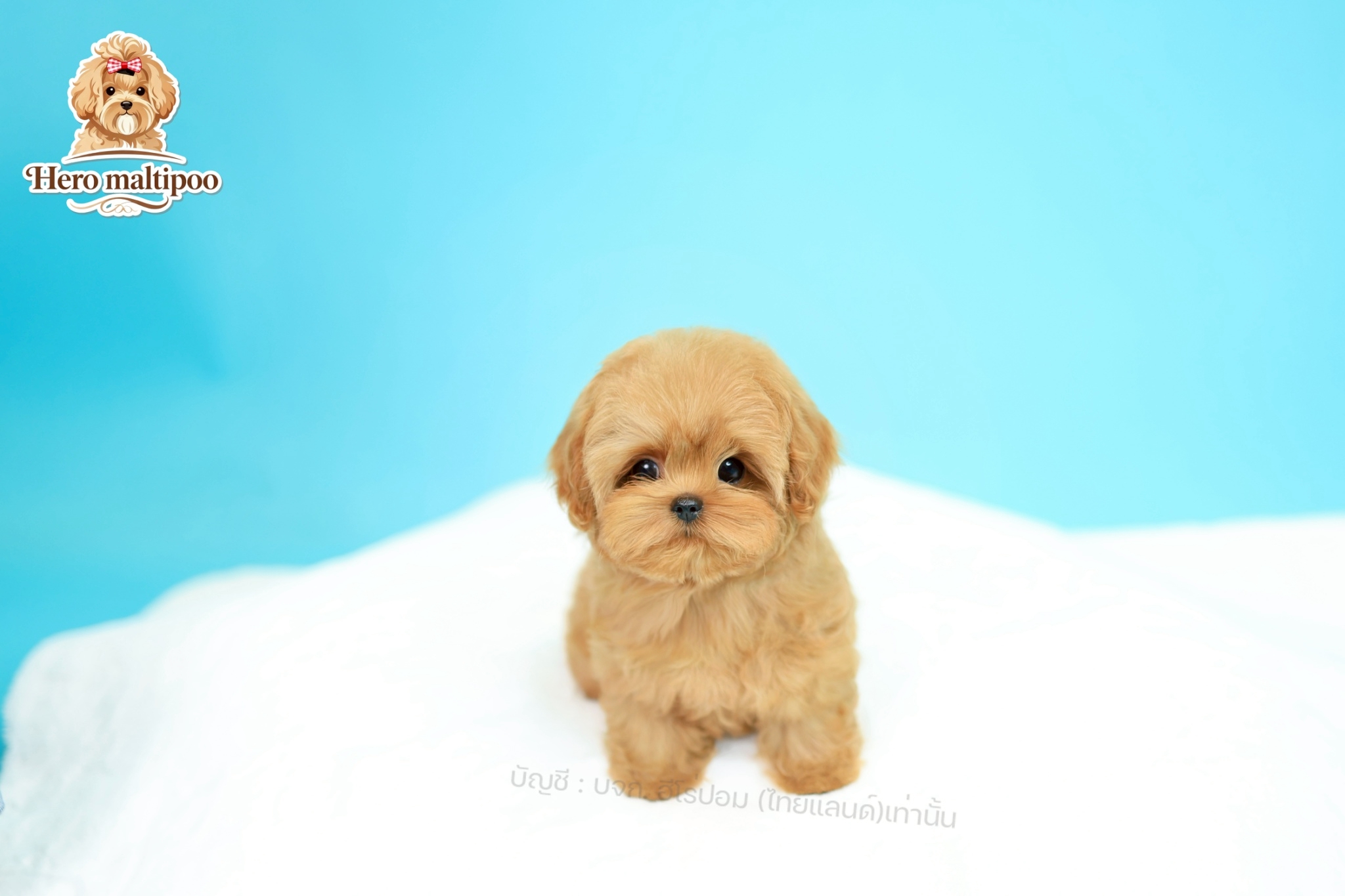 มอลติพู MTP-F-63898 เพศหญิง สีแชมเปญ หน้าตาน่ารัก ขาสั้น ขนแน่นฟู ขี้เล่นมาก ตัว...