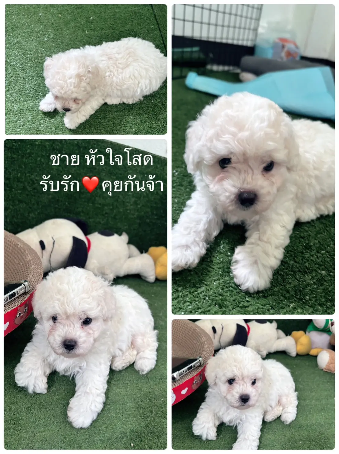 พุดเดิ้ลทอยฟาร์ม ไทยแลนด์ poodle toy Thailand
