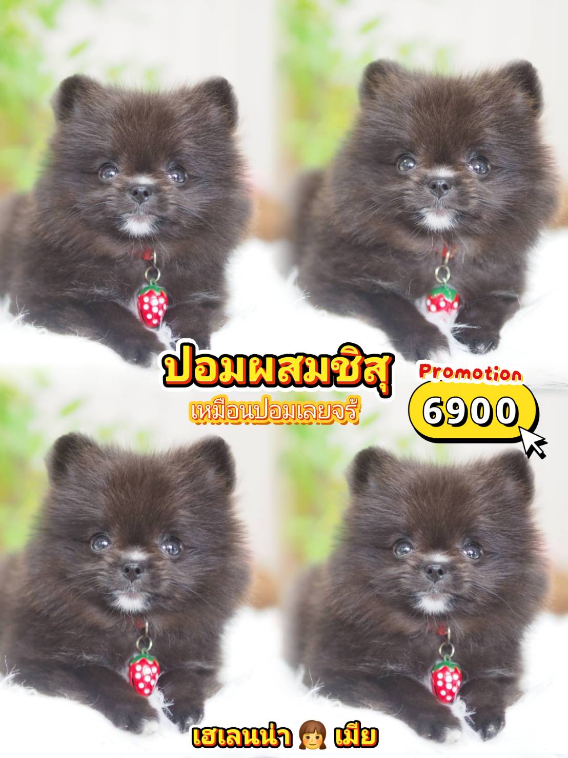 ปอม 6900