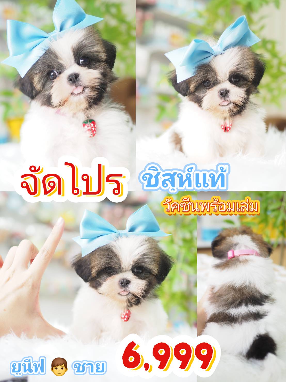 Shihtzu