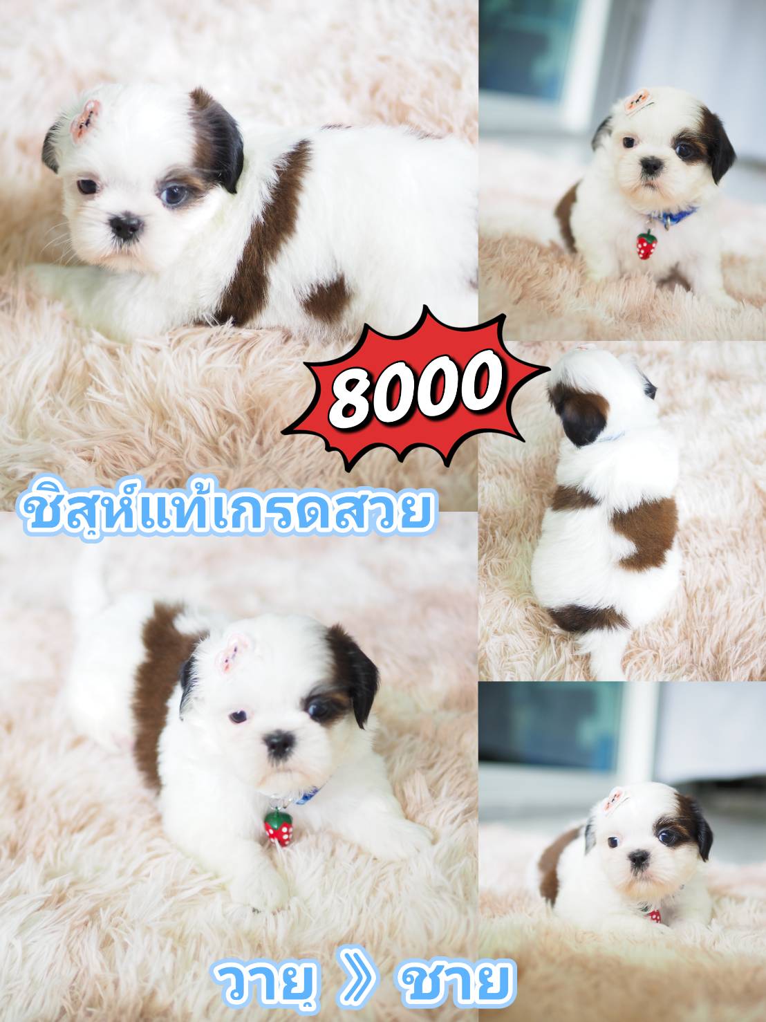 Shihtzu