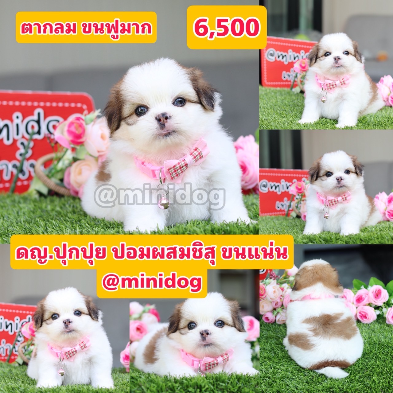 ชิสุผสมปอม