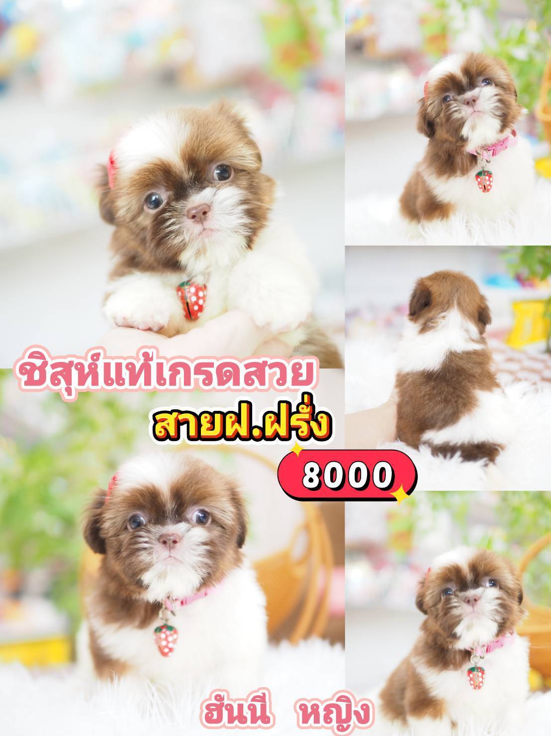 ชิสุแท้