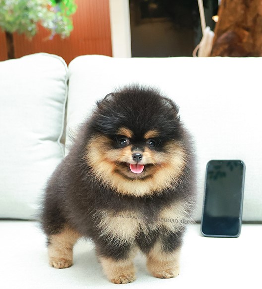 ปอมแท้ ปอมหน้าสั้น HRF-85164 เพศหญิง สี Black And Tan น่ารักฝุด ๆ ต้าวอ้วงมาร์กก...