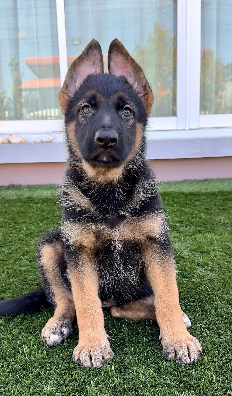 เยอรมันเชพเพริ์ดเพศเมียหาบ้านใหม่