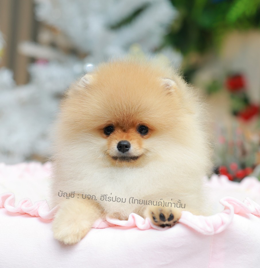 ปอมแท้ ปอมหน้าหมี HRF-89143 เพศหญิง สีส้ม ตัวจิ๋วตัวเล็ก แก้มอ้วน น่าฟัดมาก ๆ ตอ...