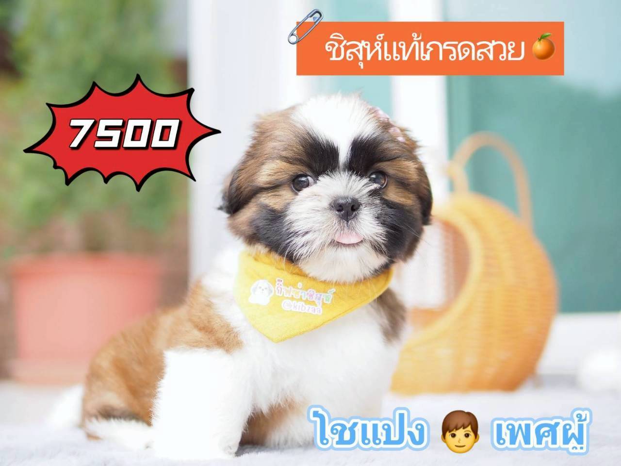 KIBZAA กิ๊ฟซ่า