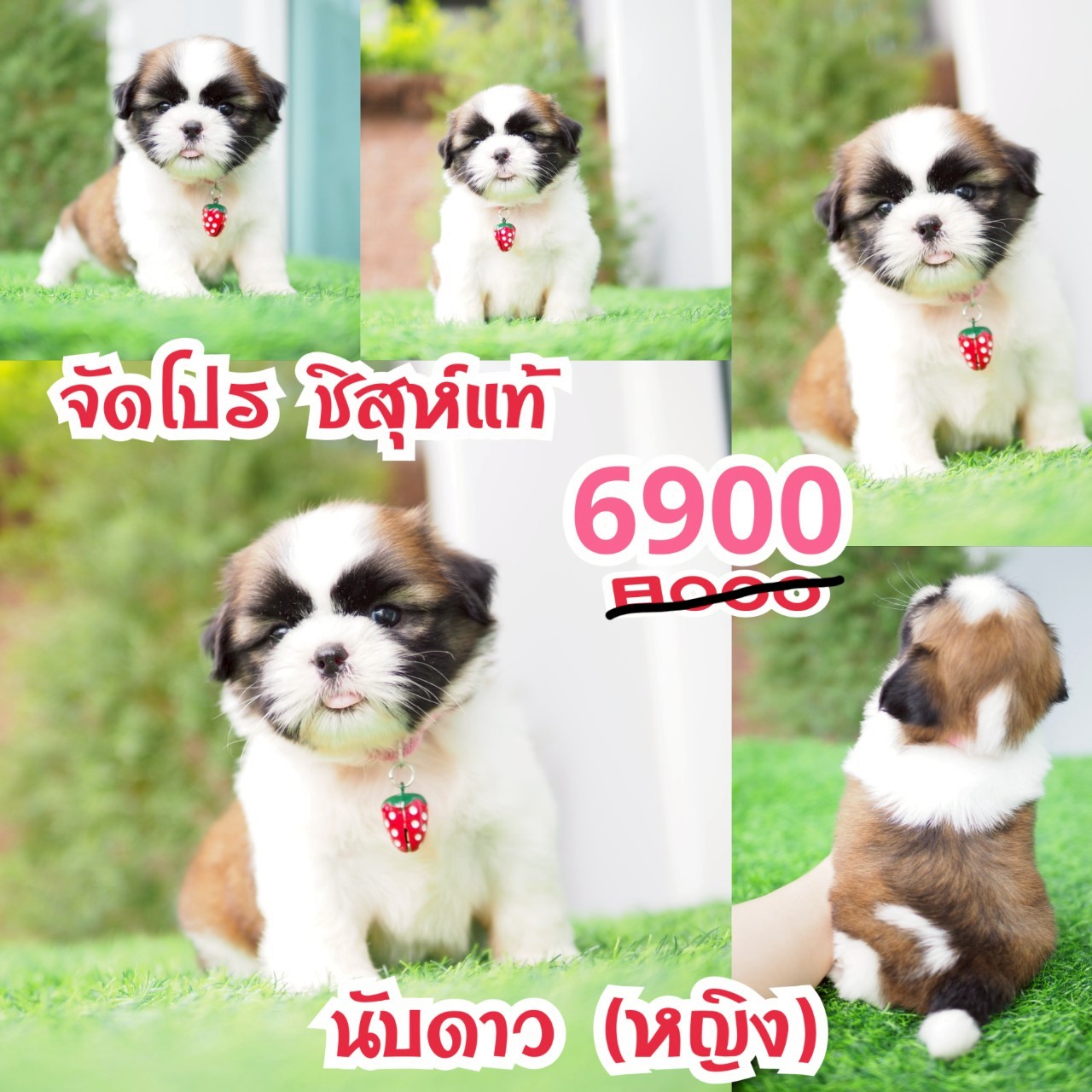 ชิสุห์แท้ กิ๊ฟซ่า