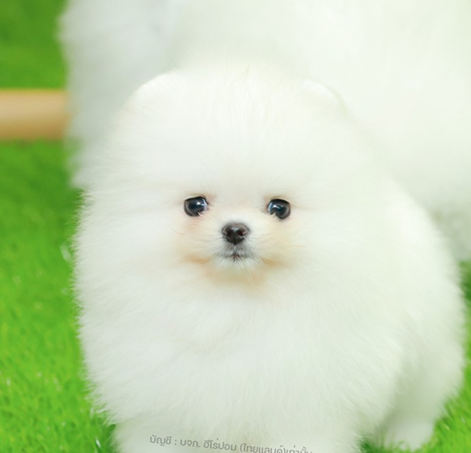 ปอมหน้าหมี ปอมแท้ ปอมเมอเรเนียน HRM-26520 เพศชาย สีขาว อายุ 2 เดือน ตัวเล็ก ขาสั...