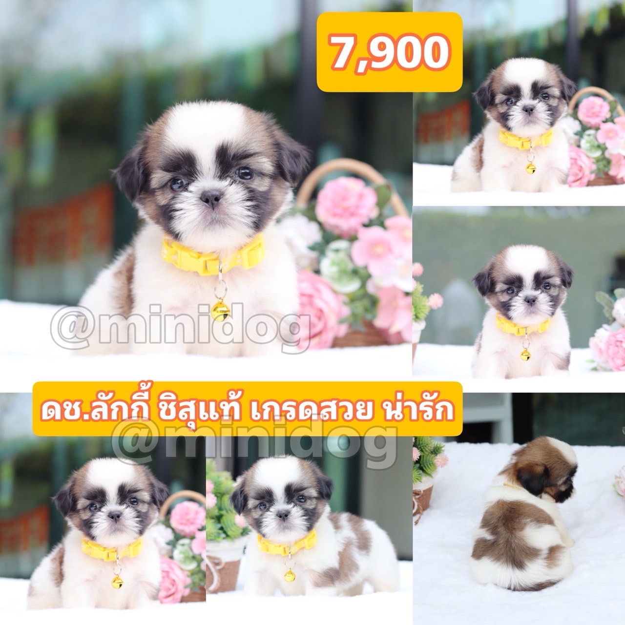 ชิสุแท้เกรดสวย