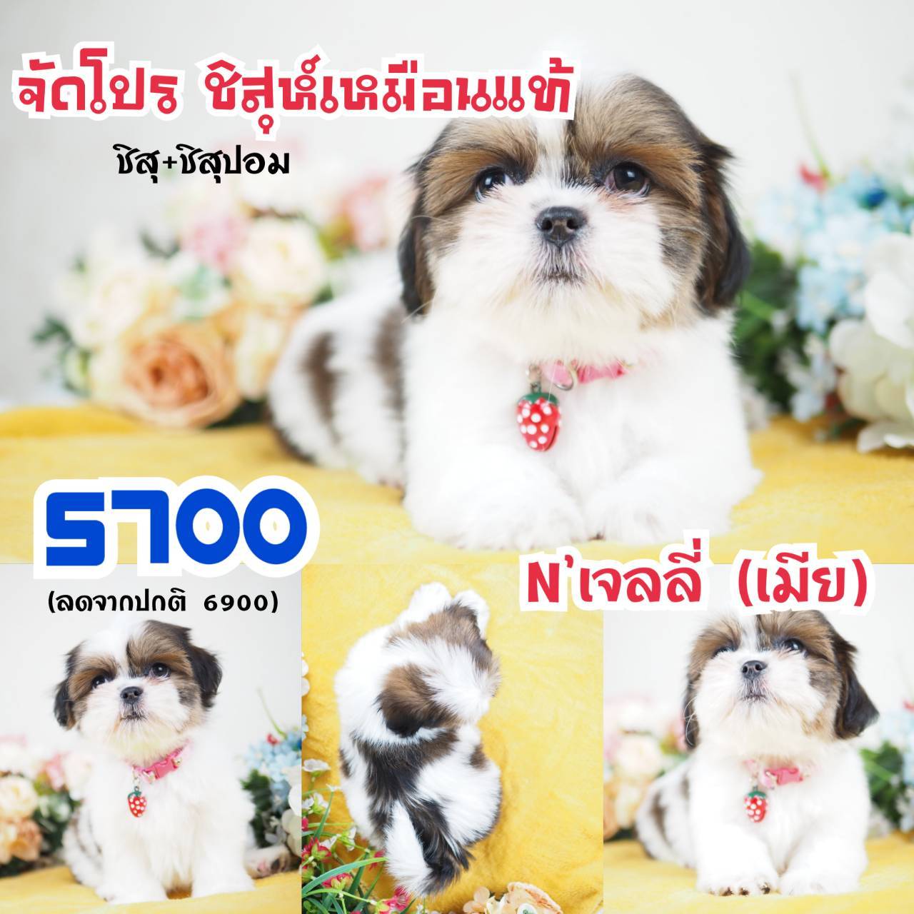 กิ๊ฟซ่าชิสุห์ จตุโชติ กทม