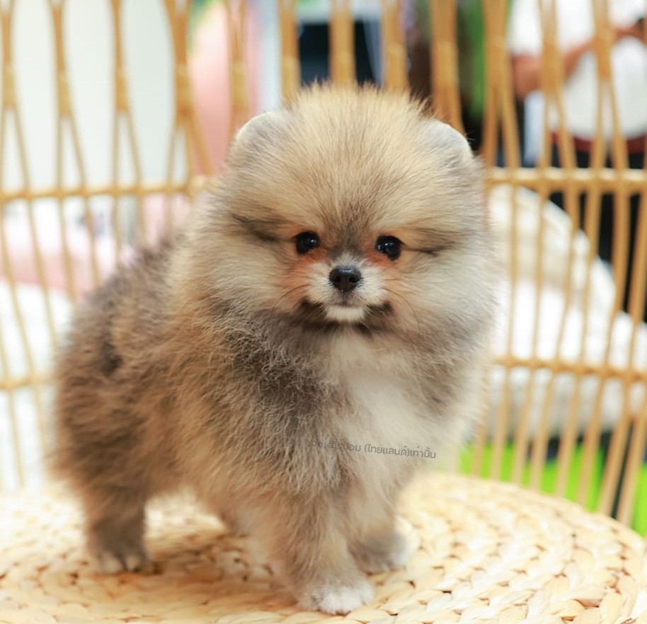 ปอมแท้ ปอมหน้าหมี HRF-10461 เพศหญิง สีส้ม ตัวจิ๋วตัวเล็ก แก้มอ้วน น่าฟัดมาก ๆ ตอ...