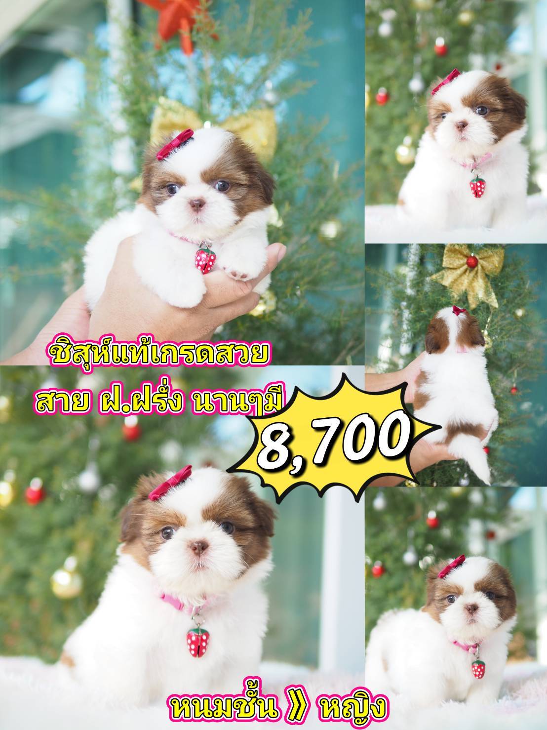 ชิสุ สาย ฝ.ฝรั่ง