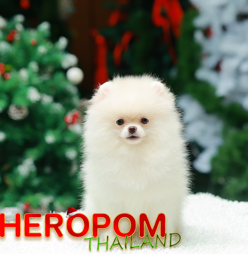 ปอมแท้ ปอมหน้าหมี HRM-10536 เพศชาย สีขาวครีม อายุ 2 เดือน ขนแน่น ขาใหญ่ กินเก่ง...
